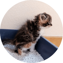 cat using litter box