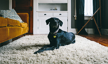 How to Get Rid of Pet Odor on Rugs