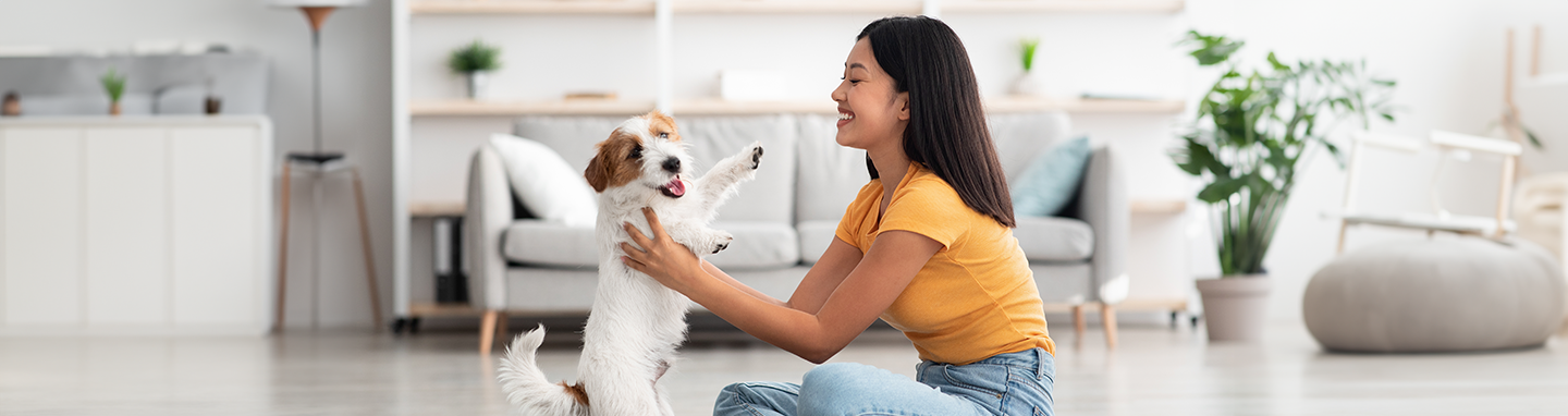 Side view of a young Asian woman sitting on carpet, holding playful Jack Russell Terrier.