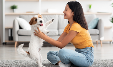 Side view of a young Asian woman sitting on carpet, holding playful Jack Russell Terrier.